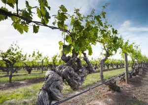 old-vines-south-australia-wine-story-adelaide-review-800x567